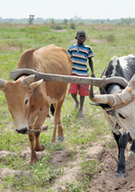 Oxen and a Plough